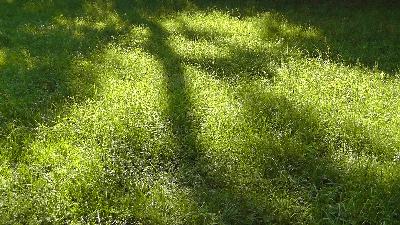 shadow light meadow free photo