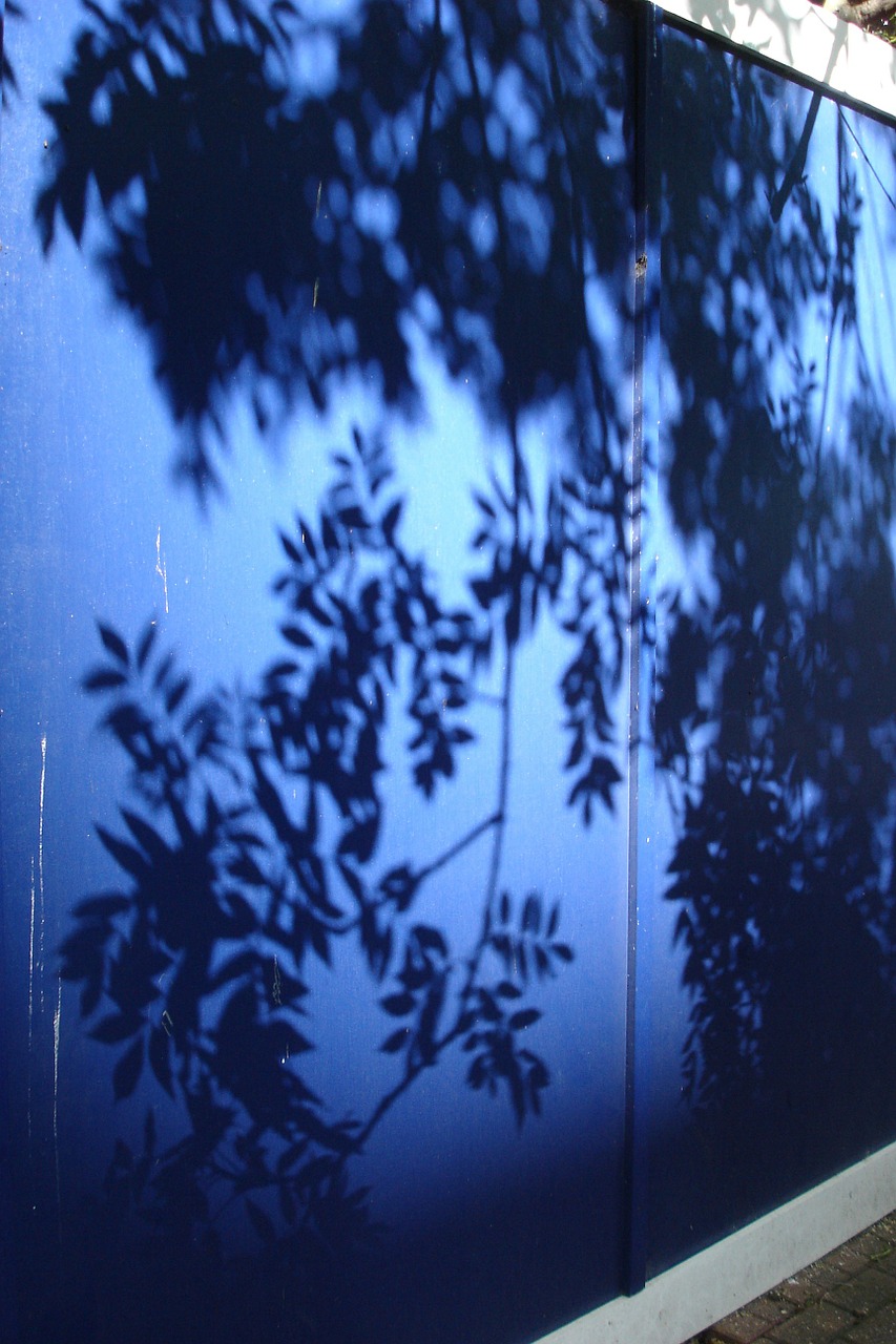 shadow leaves blue free photo