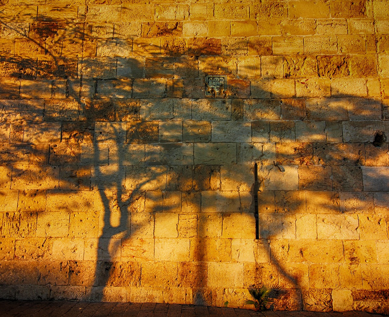 shadows tree wall free photo