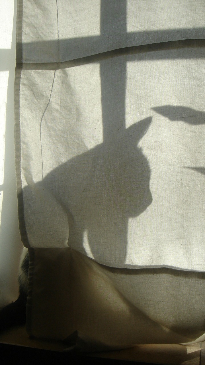 shadow cat silhouette free photo