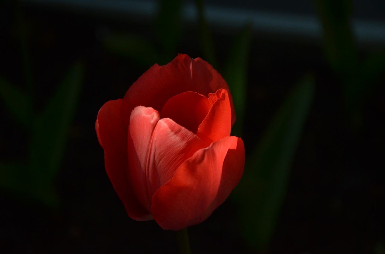 shadow flower tulip free photo