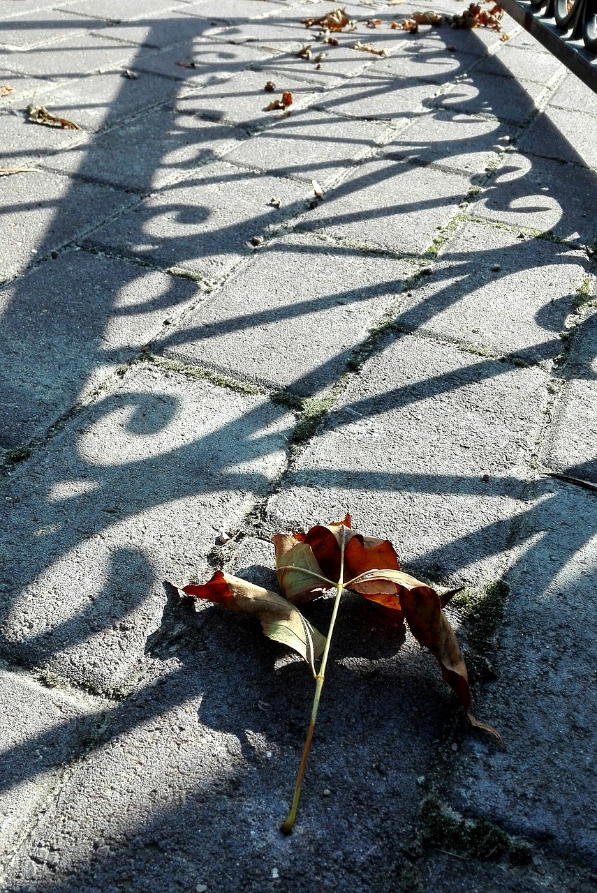 shadow light autumn free photo