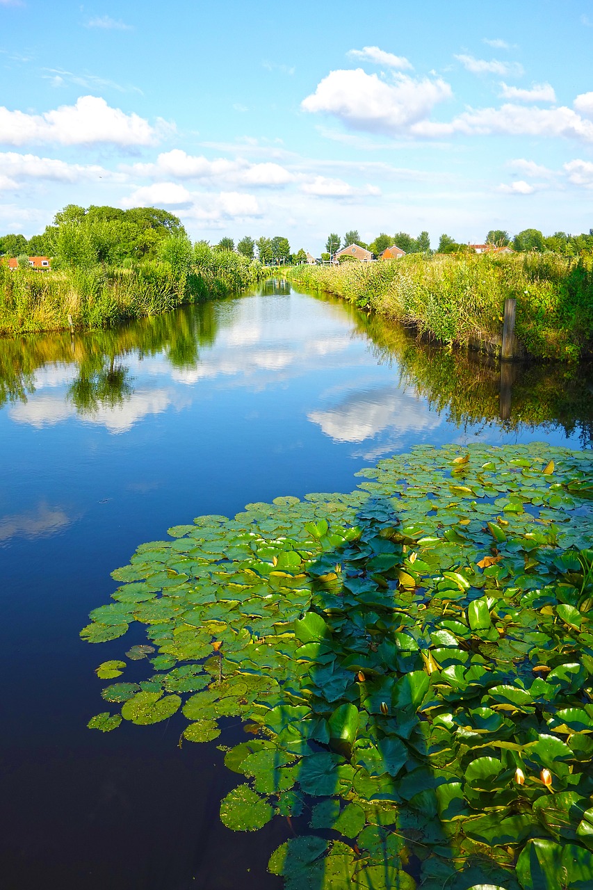 shadow canal water lily free photo