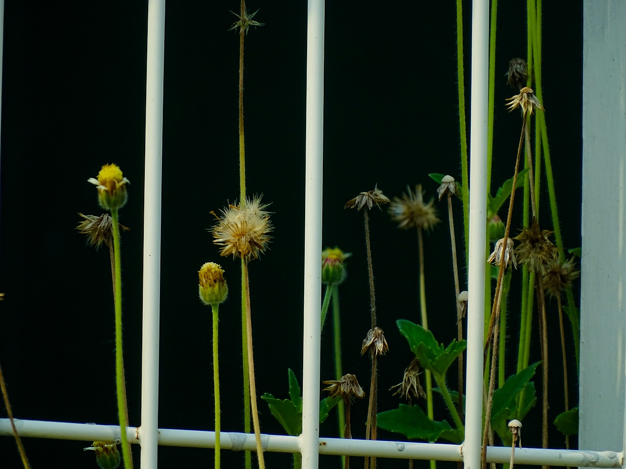 shadow plant nature free photo