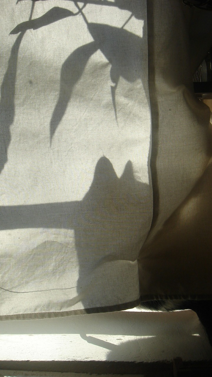 shadow sun cat free photo