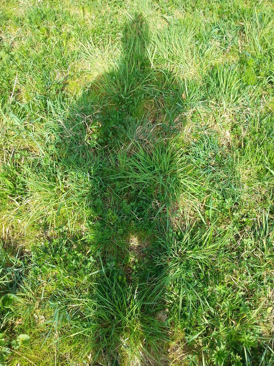 shadow grass green free photo