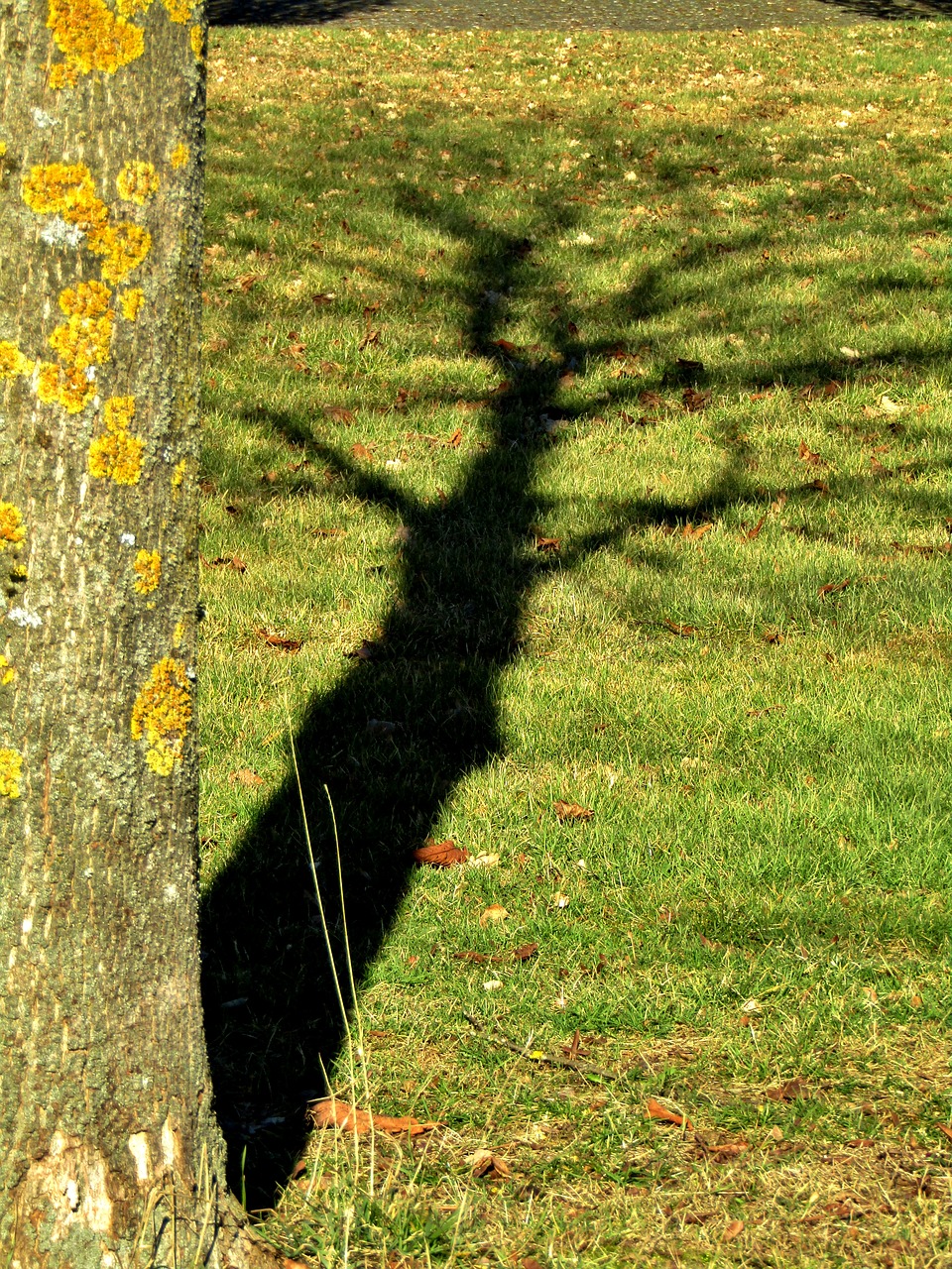 shadow  tree  rush free photo