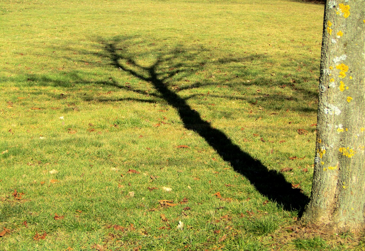 shadow  tree  rush free photo