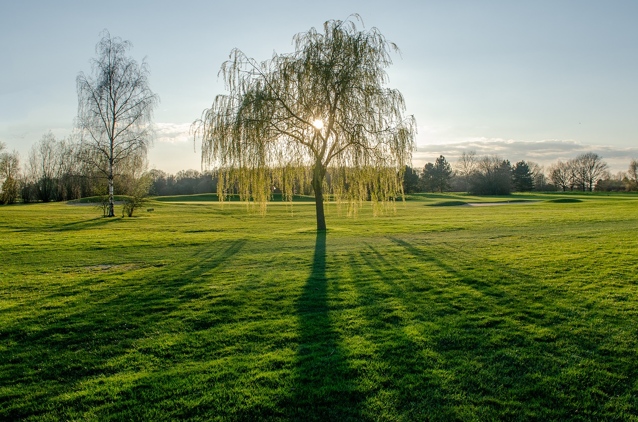 shadow  tree  landscape free photo