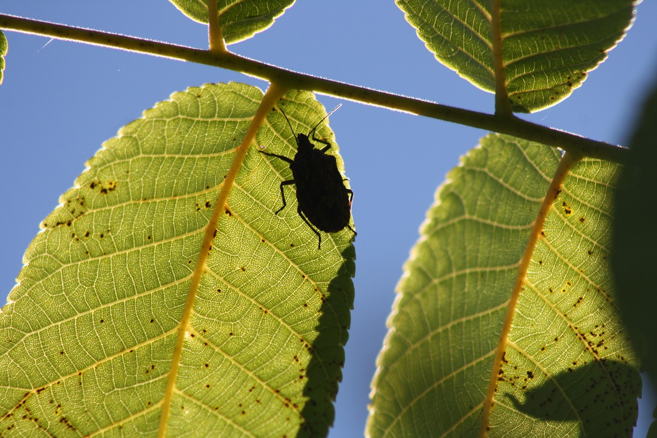 shadow bug leaf free photo