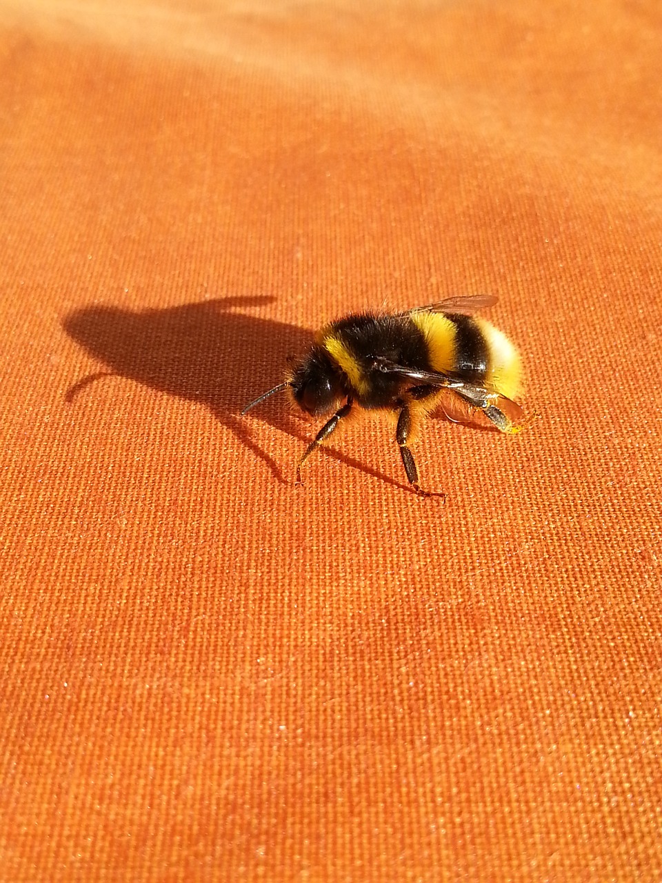 shadow bumble-bee orange free photo