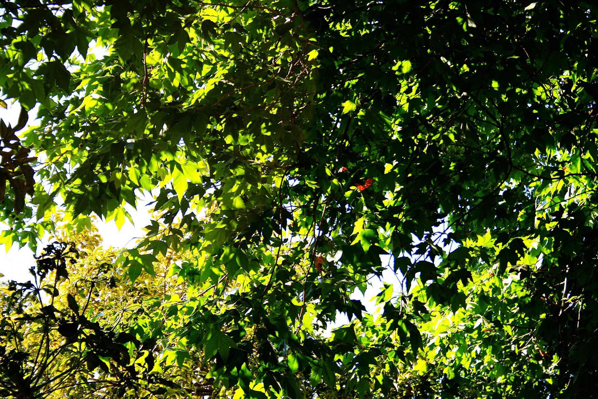 tree leaves foliage free photo