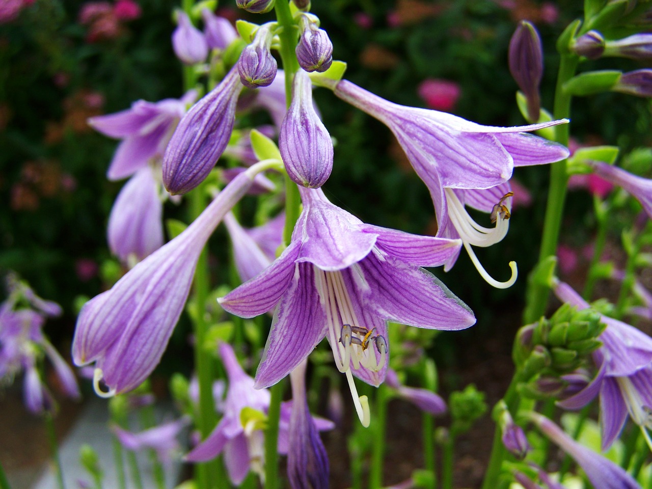 shadow lily purple flower flower garden free photo