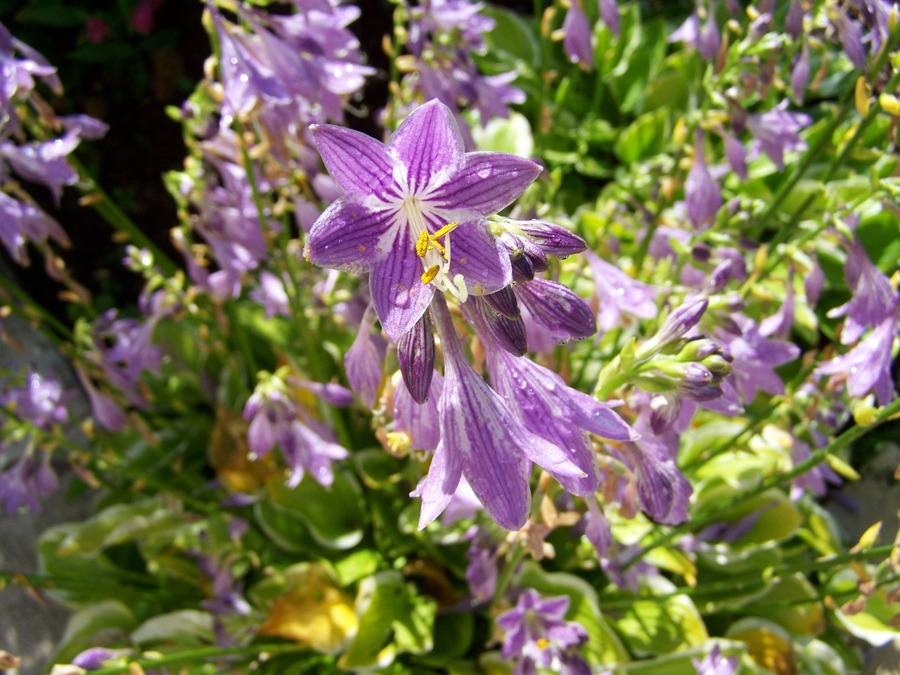 shadow lily purple flower flower garden free photo