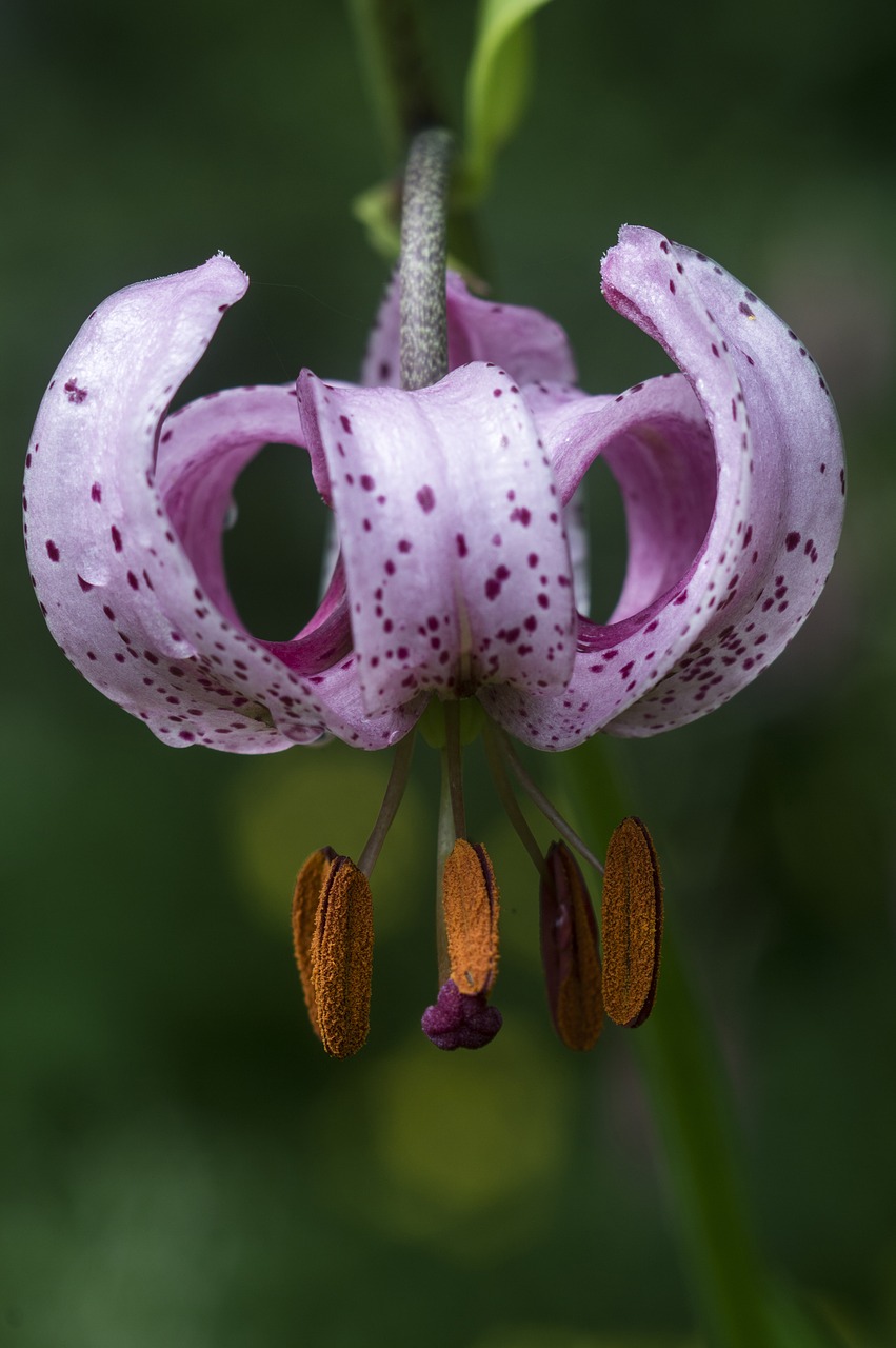 shadow lily flower garden free photo