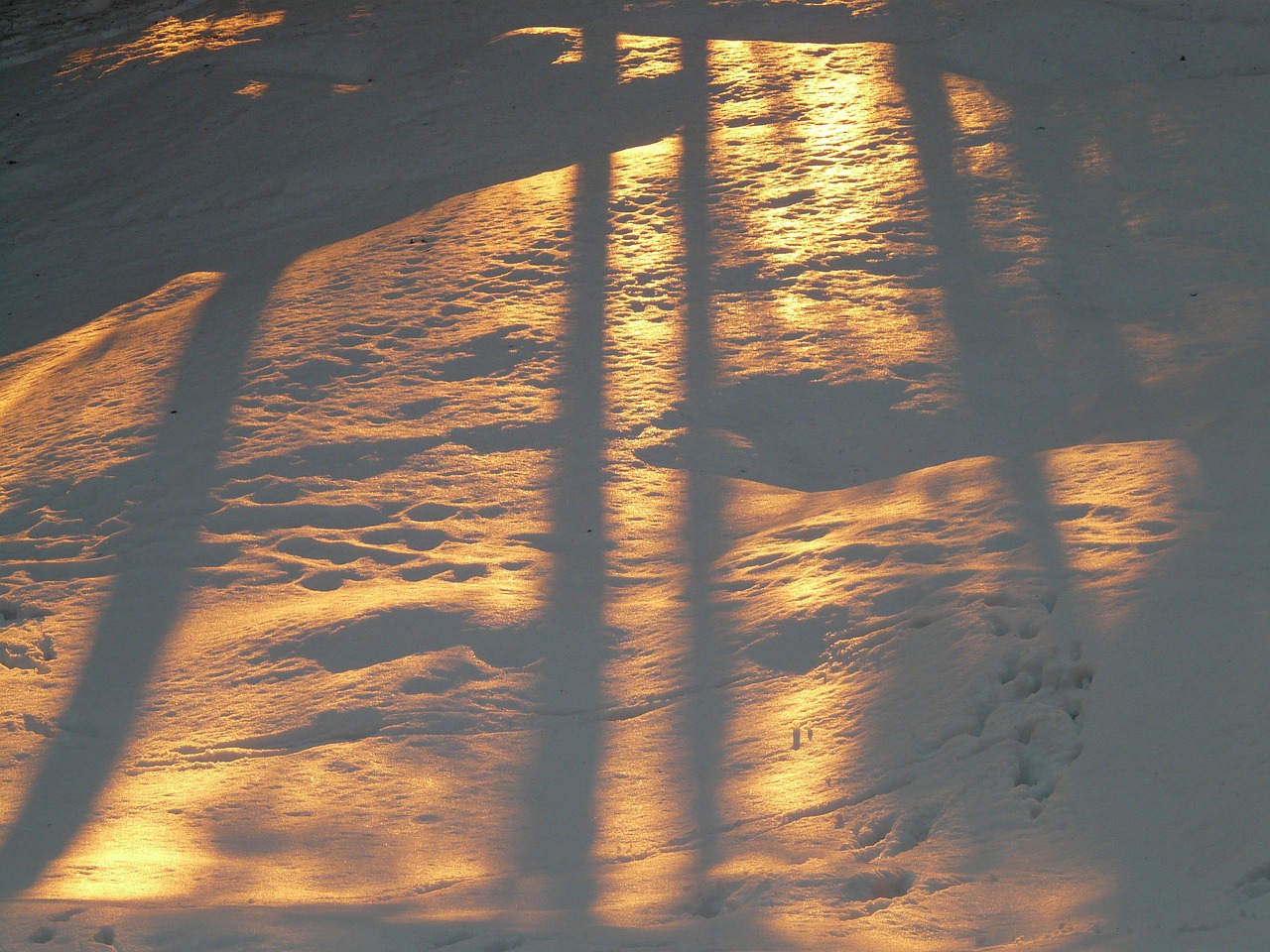 shadow play snow winter free photo