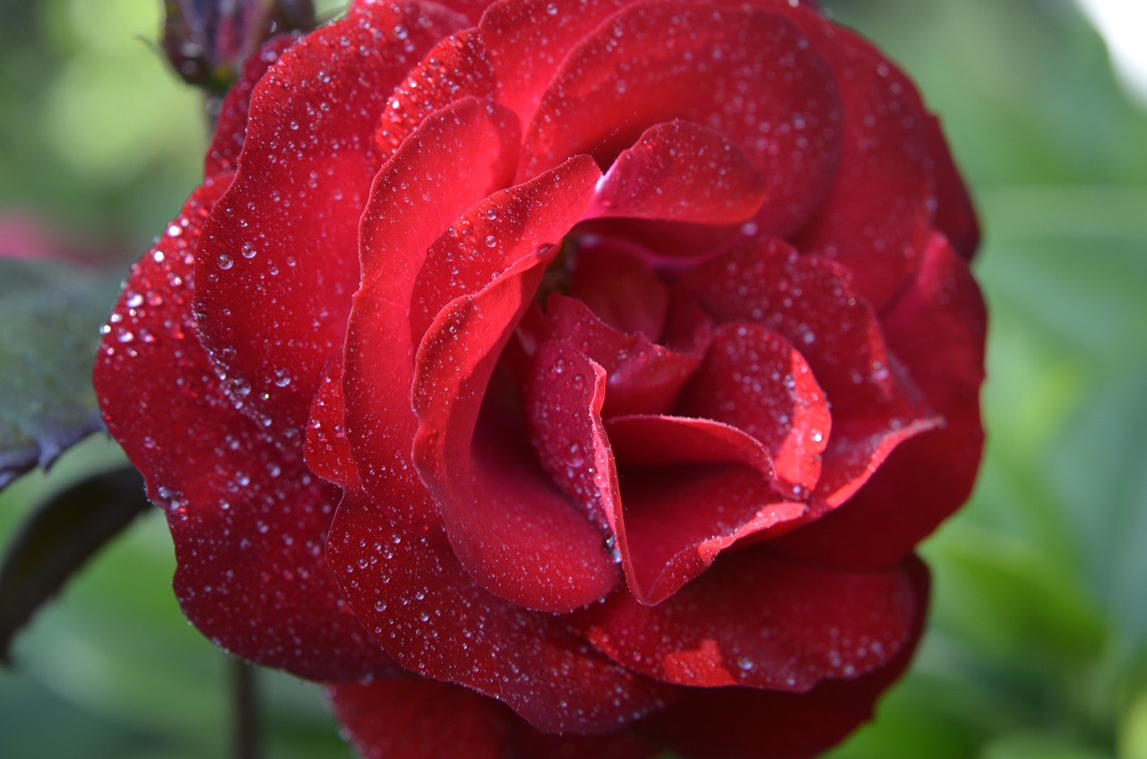 shadow rose rose blossom free photo