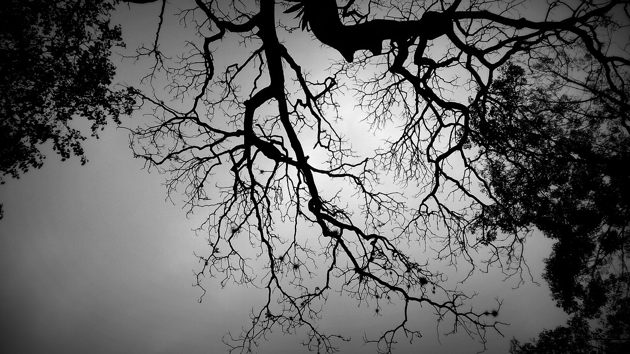 shadow tree black and white tree neurons free photo