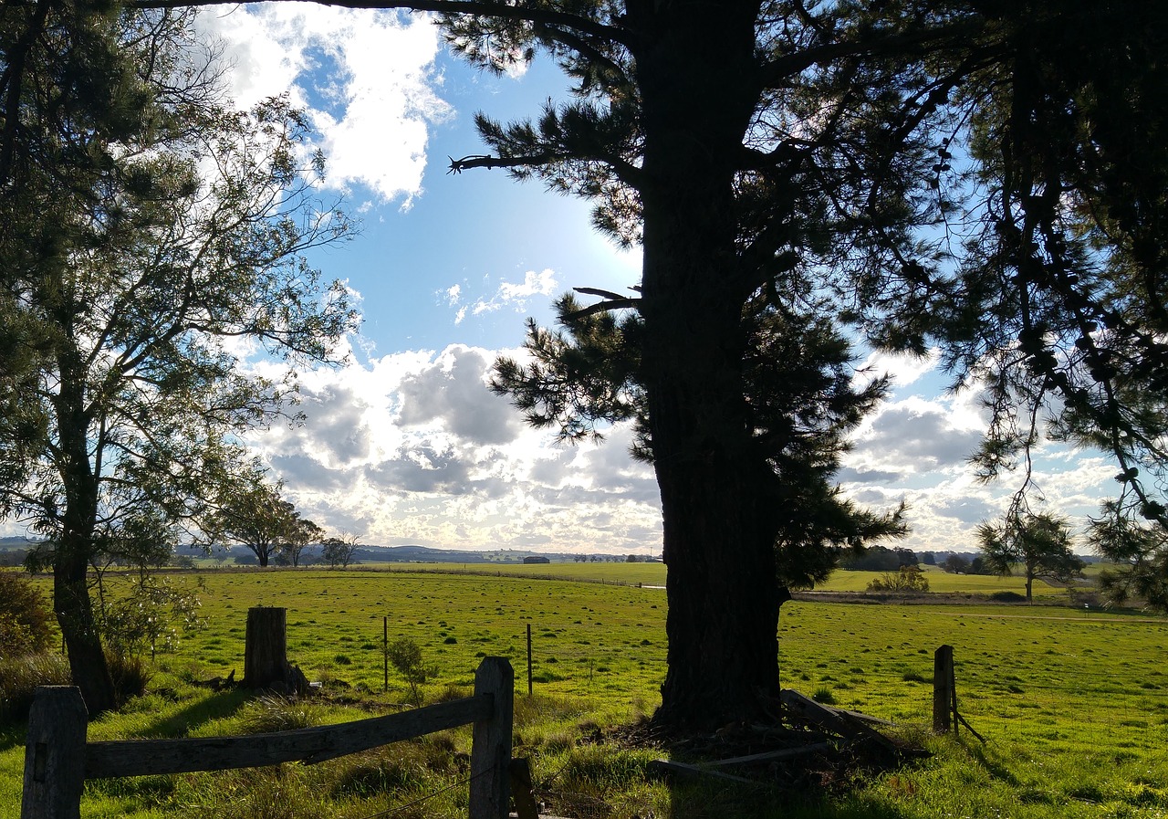 shadows nature countryside free photo