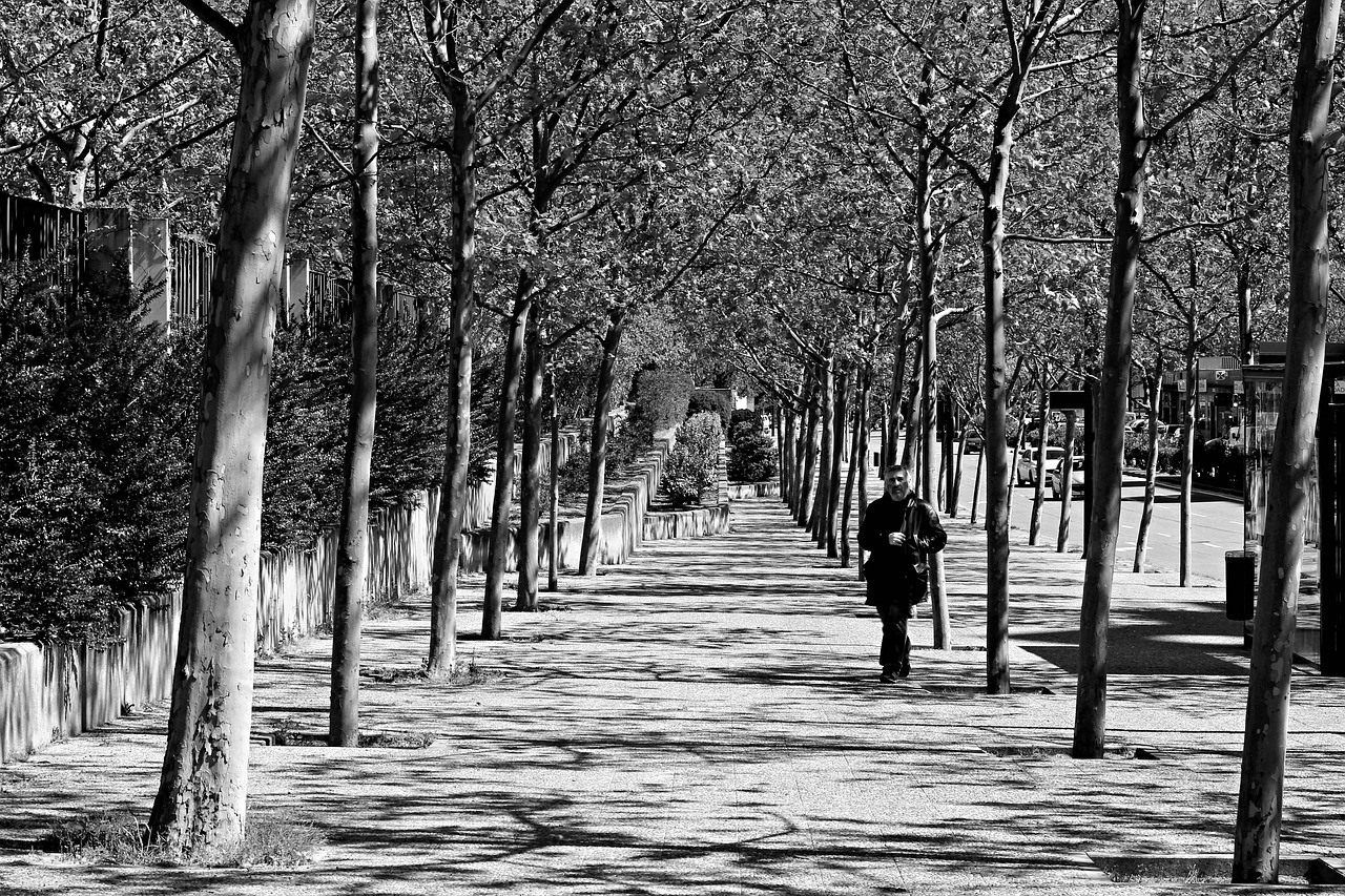 shadows trees tree free photo