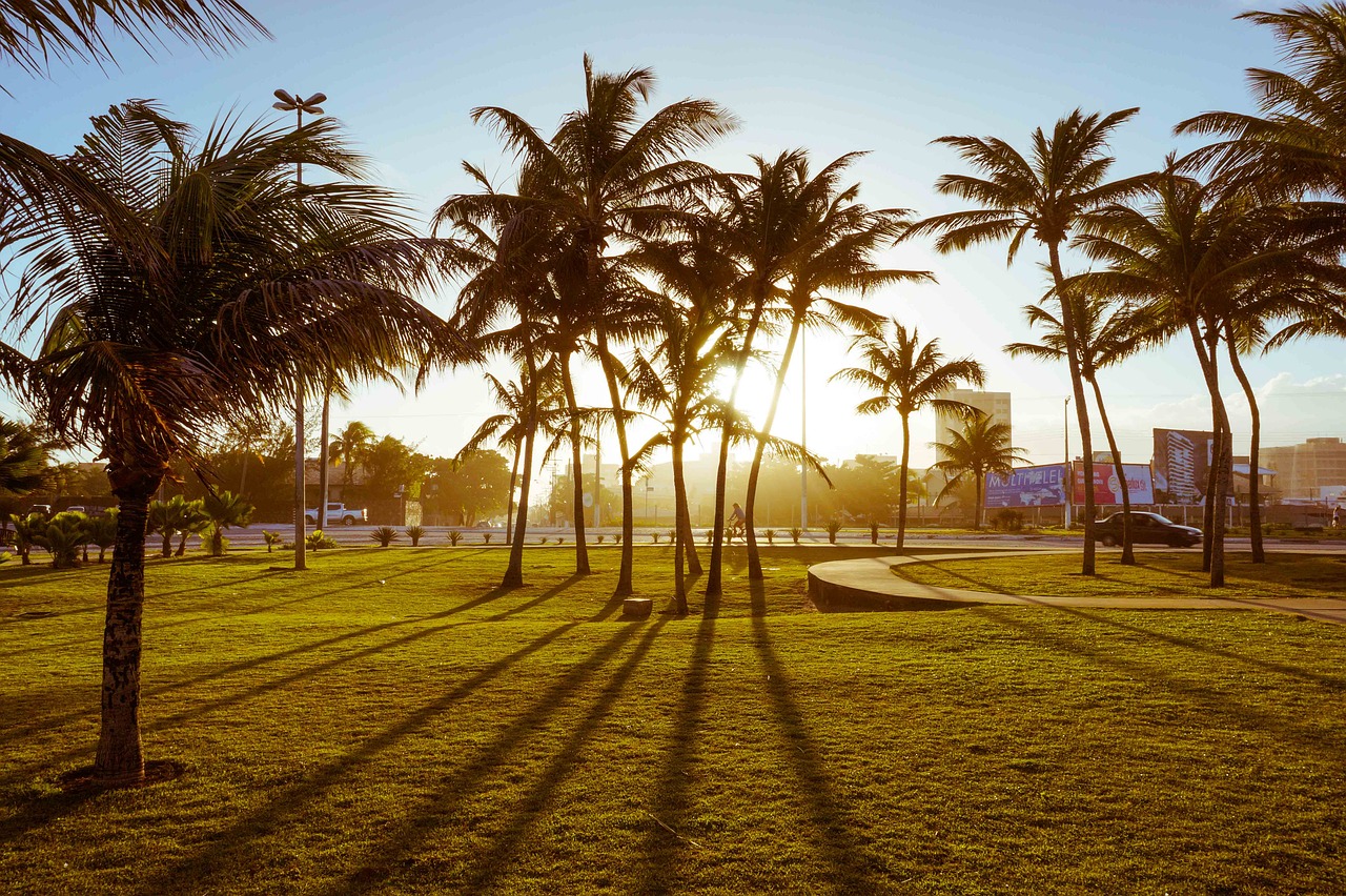 shadows sol coconut trees free photo