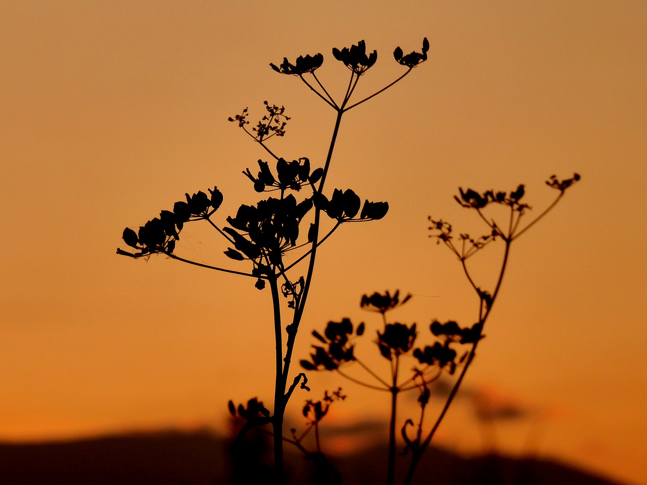 shadows  plants  flowers free photo