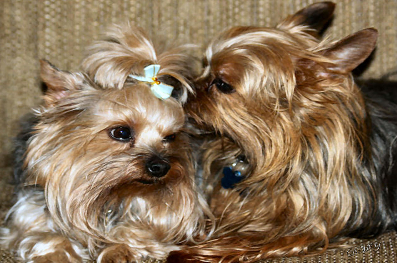 yorkshire terriers shady & mischa free photo