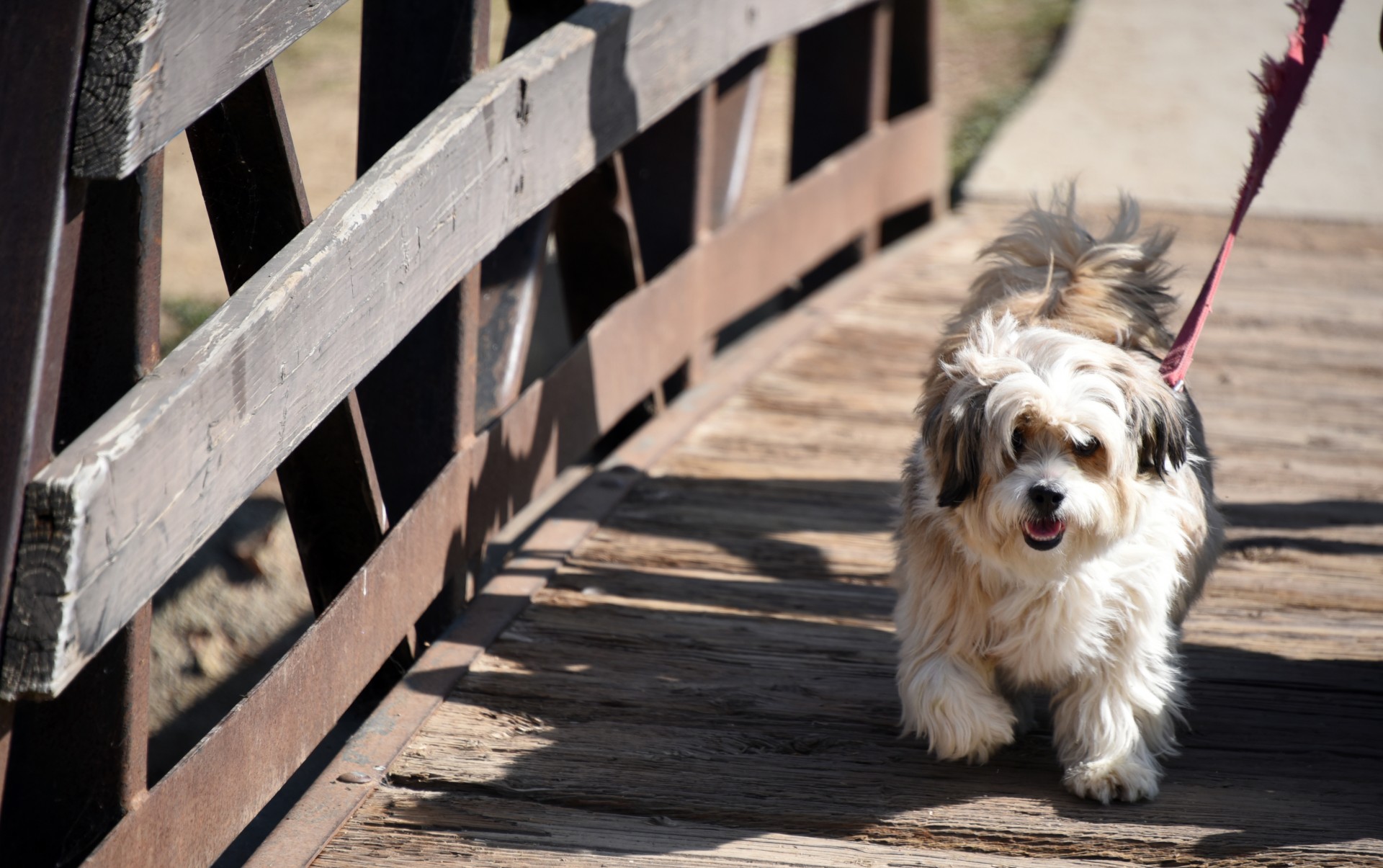 dog walking leash free photo