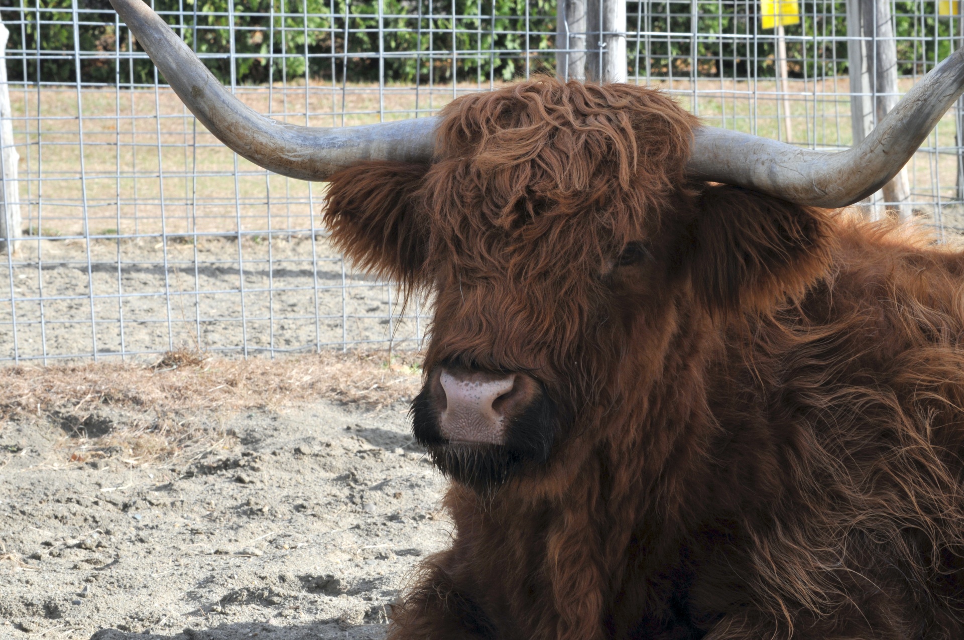 cattle highland cattle shaggy ox free photo