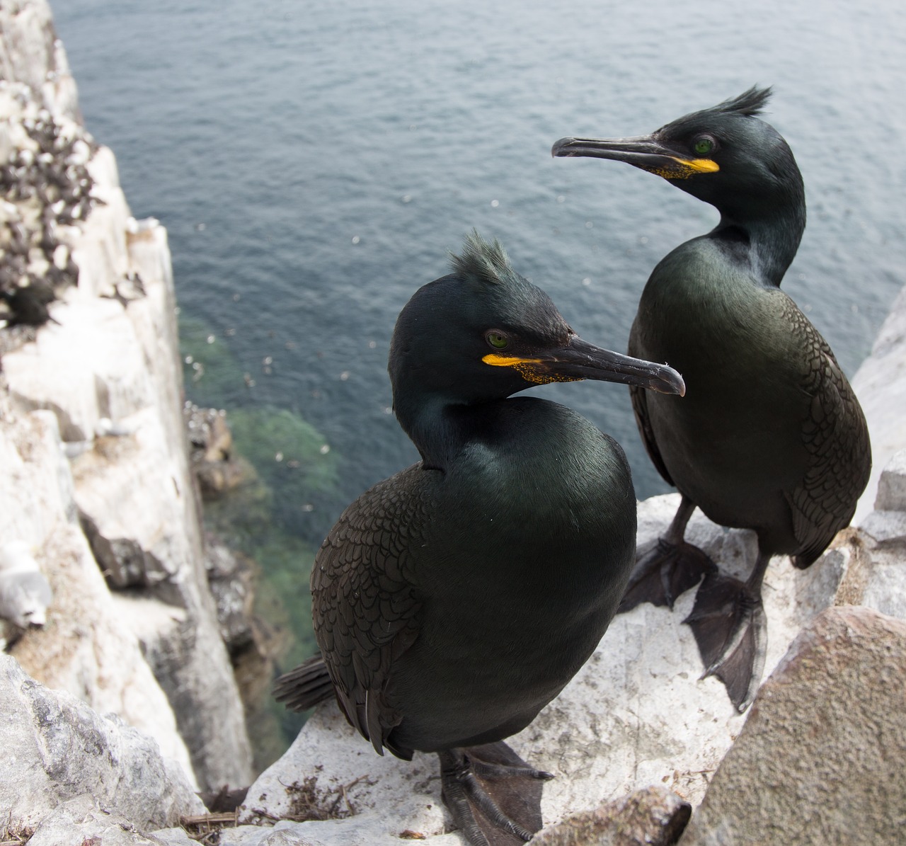 shags cormorants farne free photo
