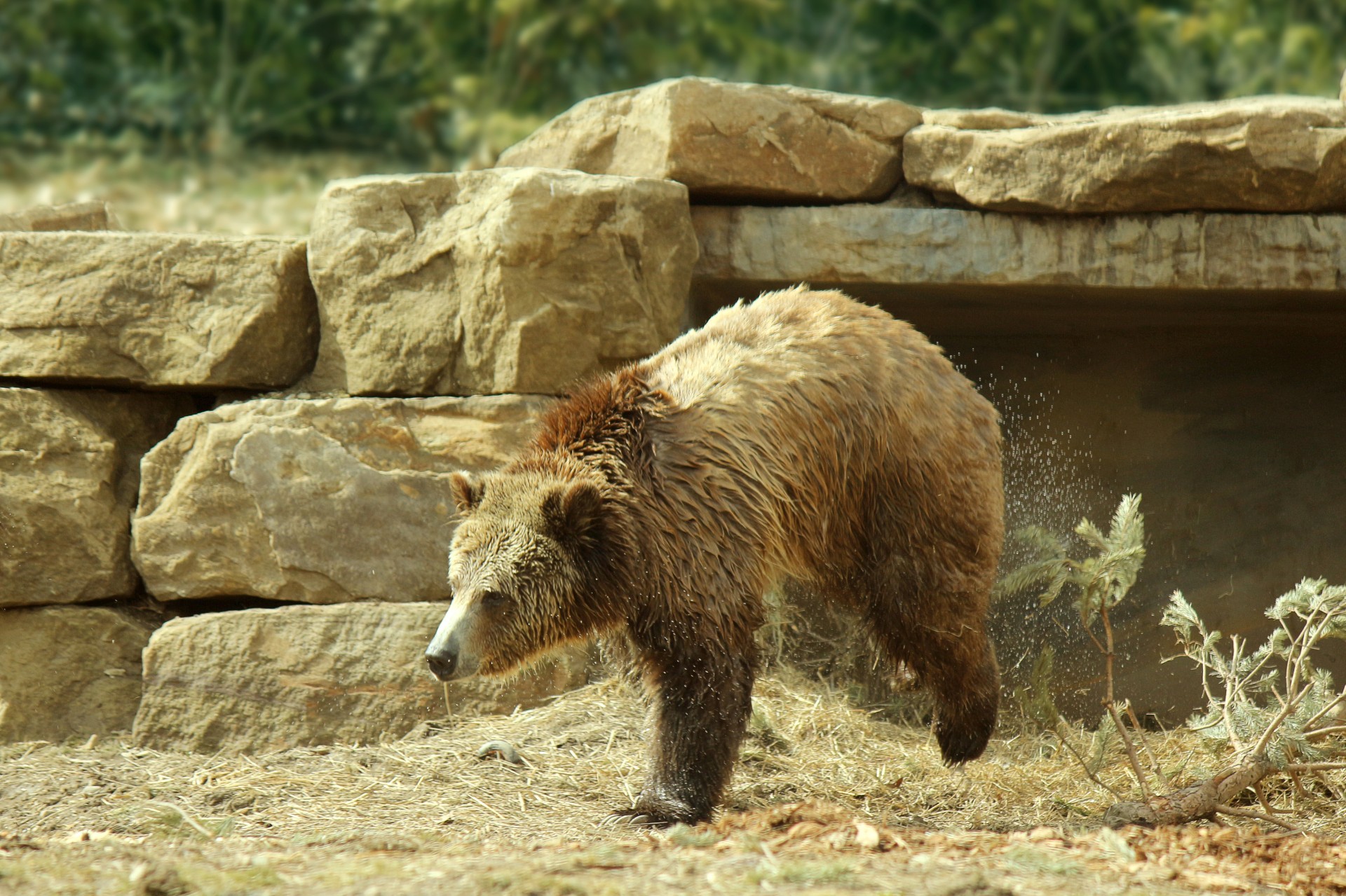 bear grizzly grizzly bear free photo