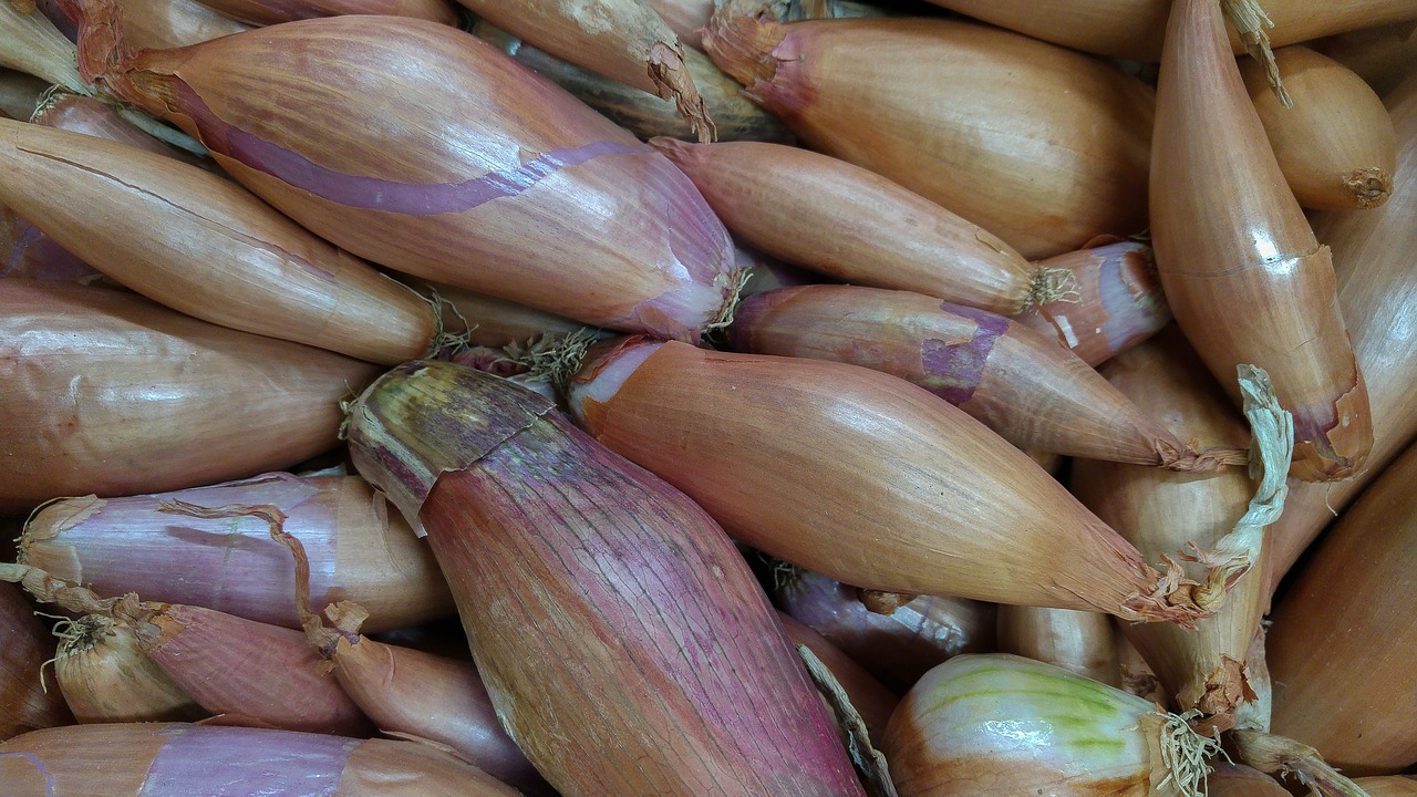 shallots onions vegetable garden free photo