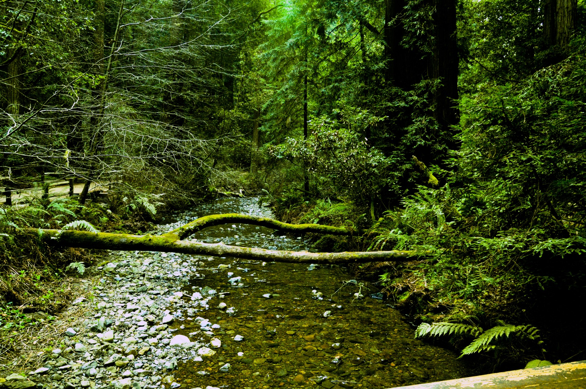 muir woods redwoods california free photo