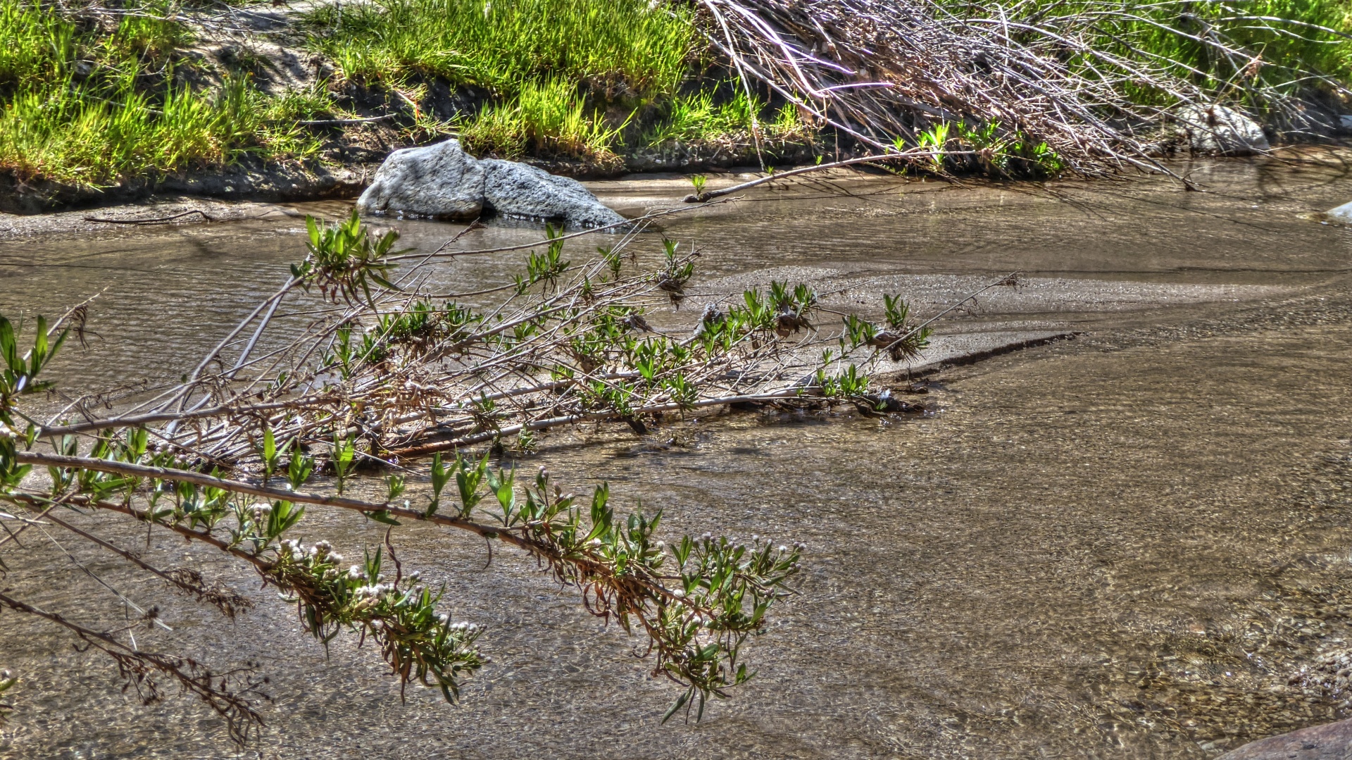 stream river shallow free photo