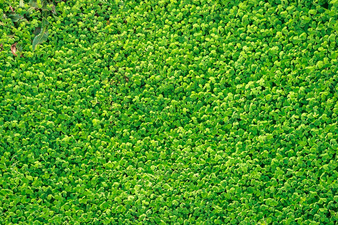 shamrock clover grass free photo