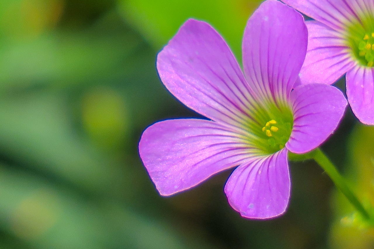 shamrock  hong kong  clover free photo