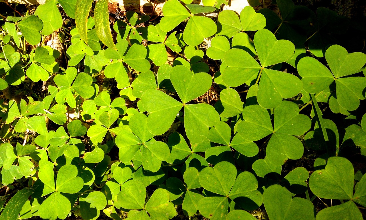 shamrock green irish free photo