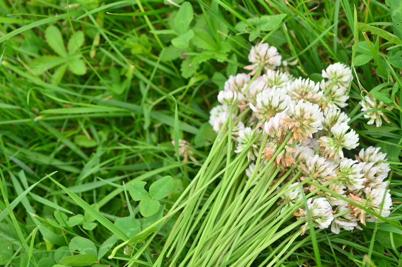 shamrock  flower  plant free photo