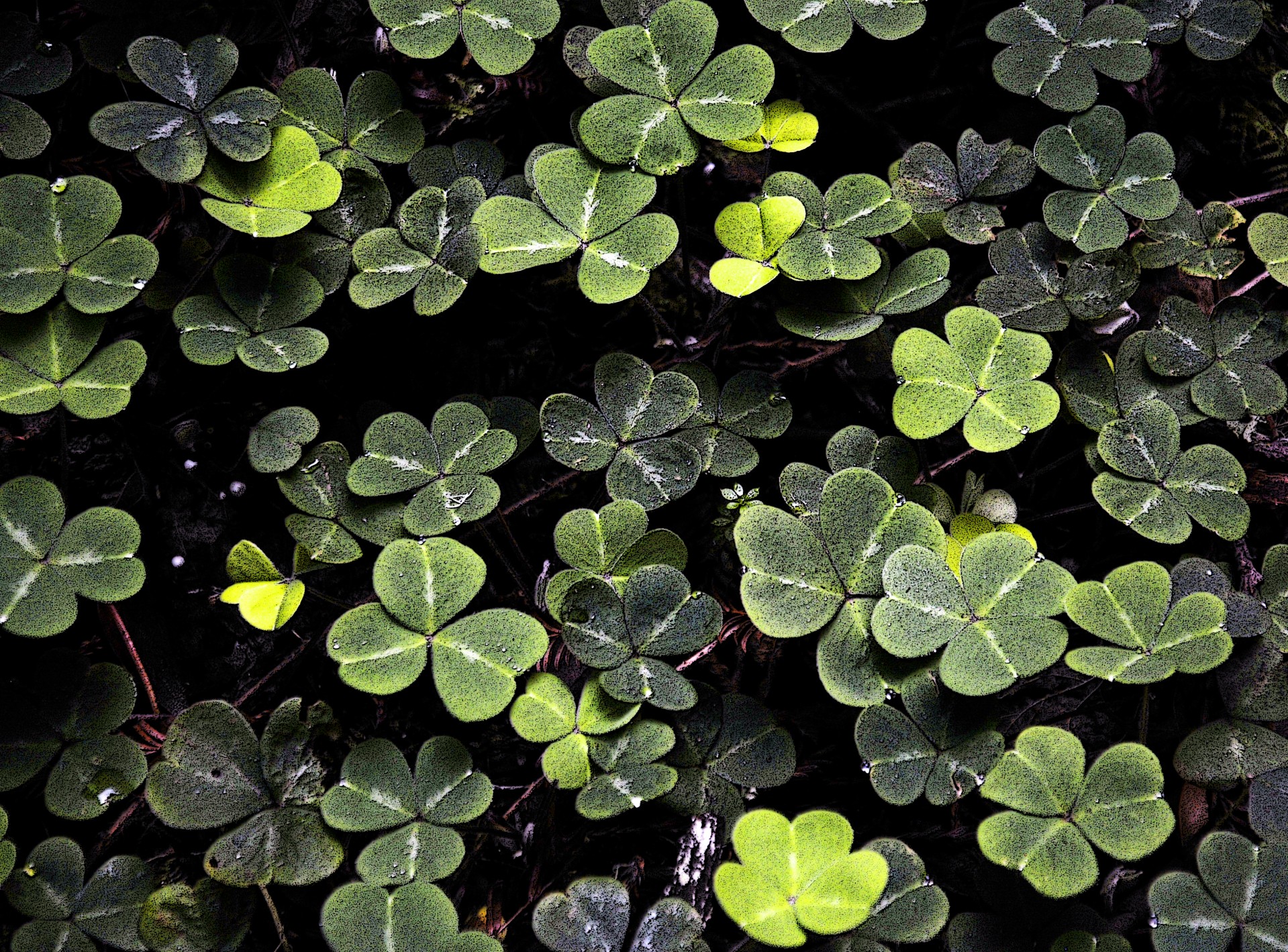 shamrock 3 leaf clovers clover free photo