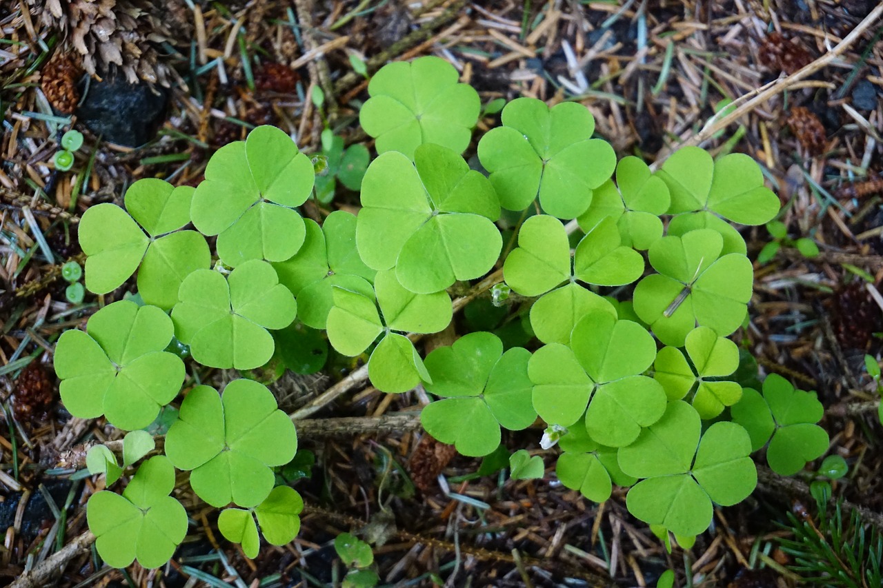 shamrocks forest floor nature free photo