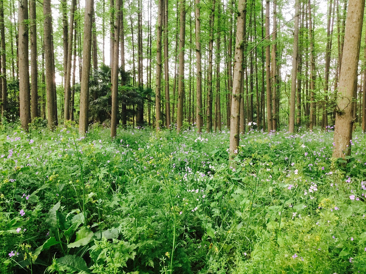 shanghai yangpu total green national forest park free photo