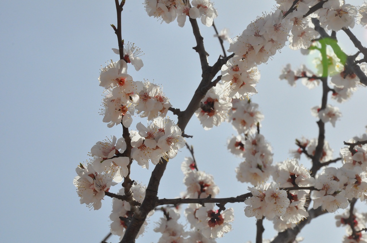 shanxi apricot open free photo