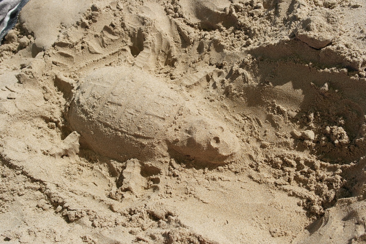 turtle shaped sand free photo