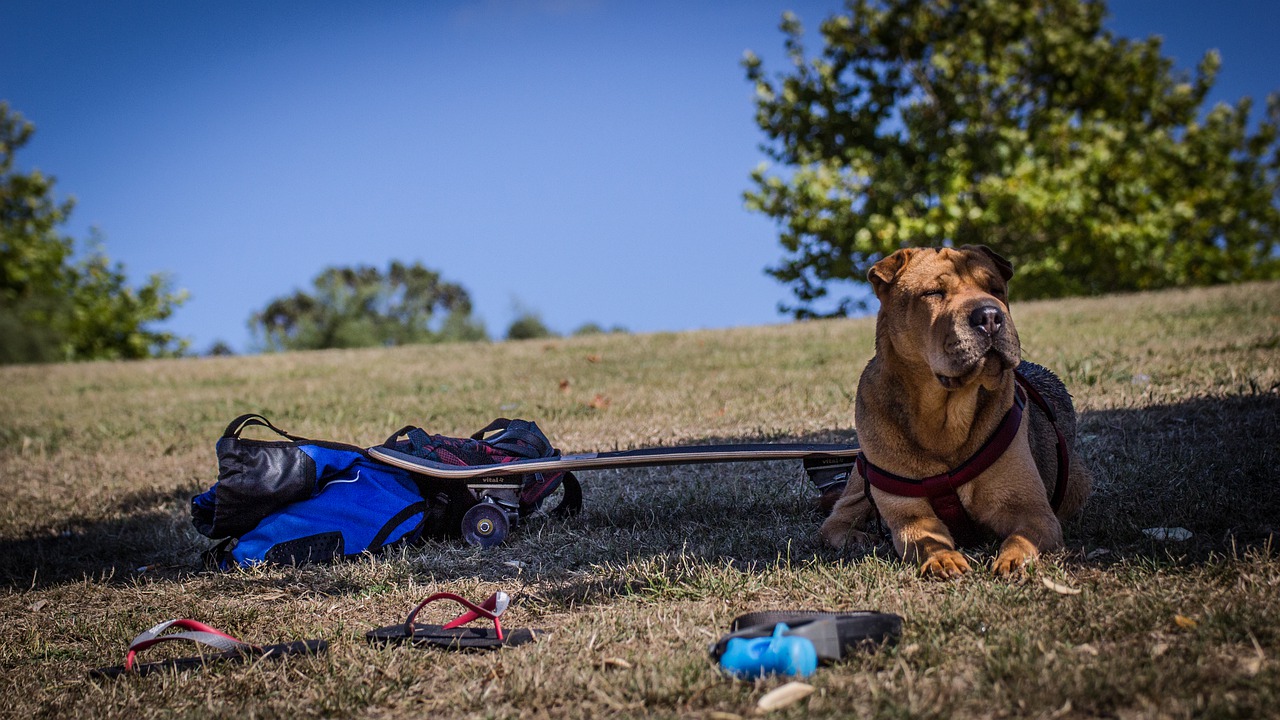 shar pei  dog  grass free photo