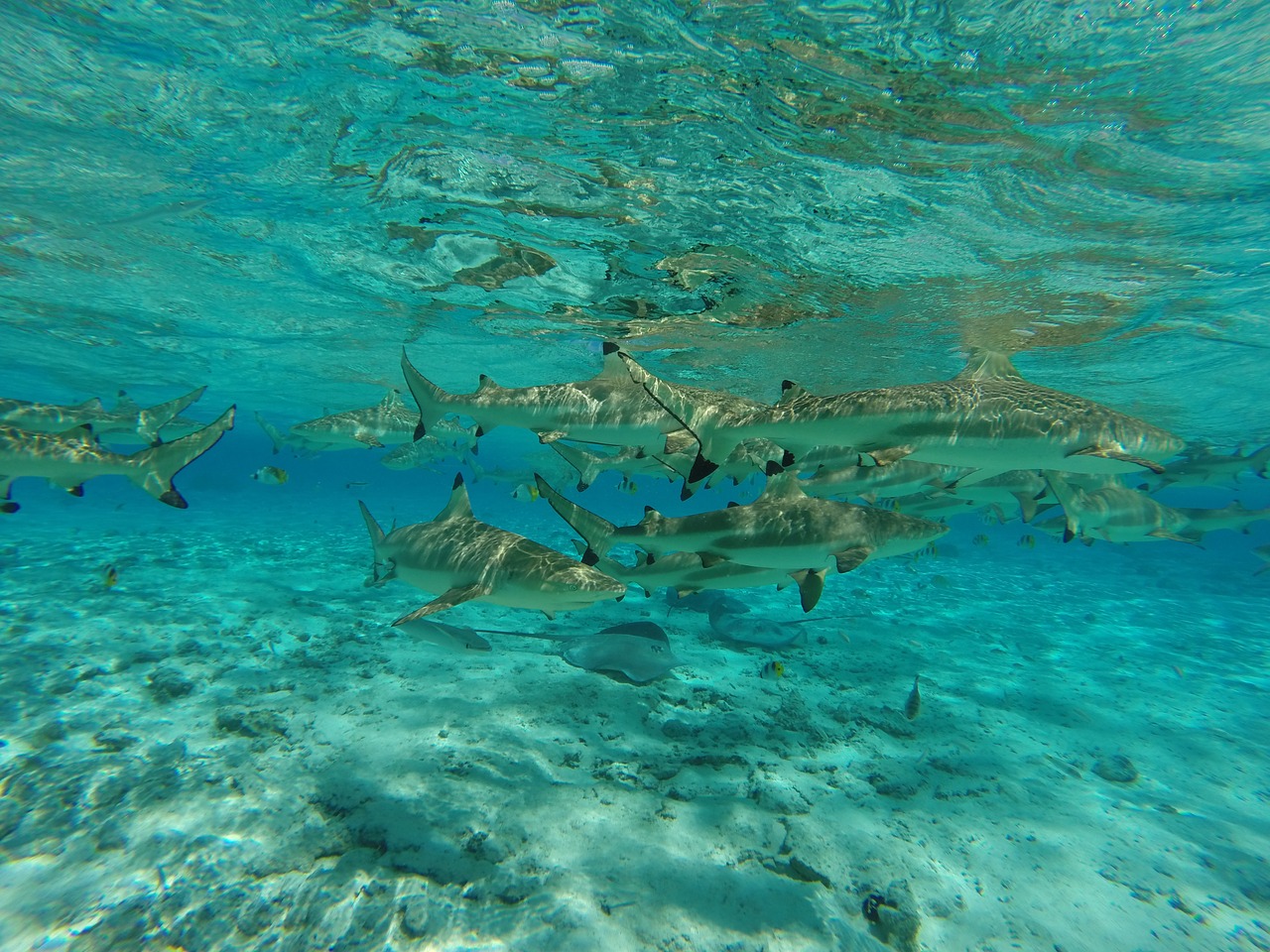 shark sea water free photo