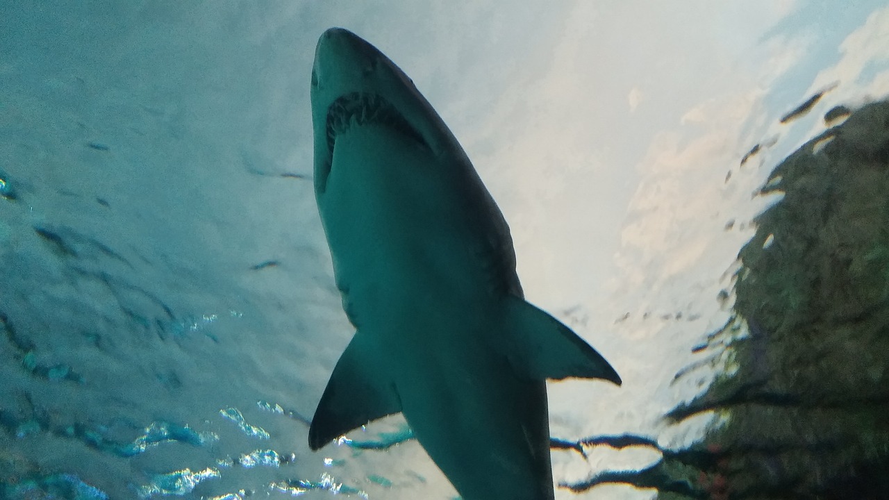 shark underwater predator free photo