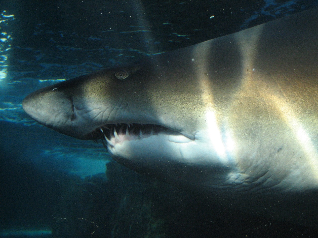 shark underwater sea ocean free photo