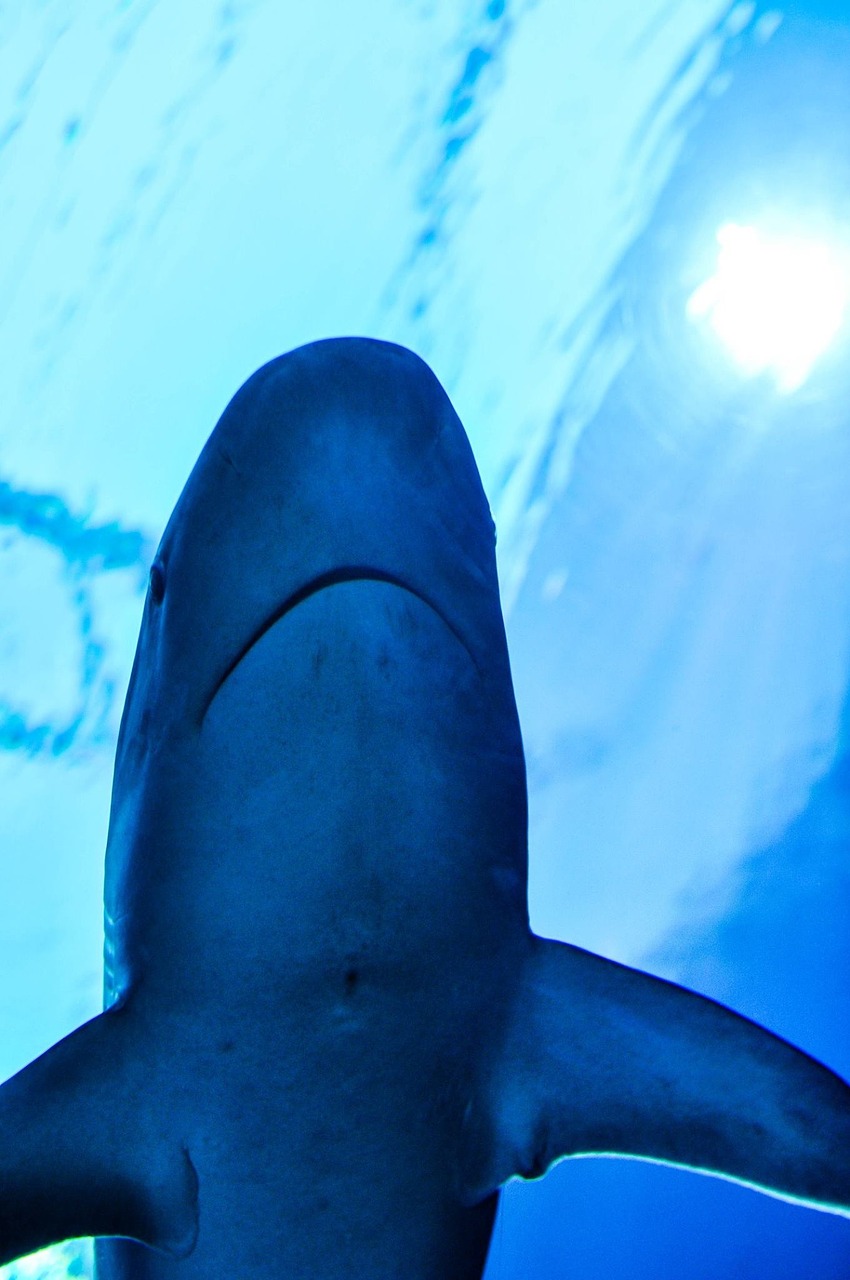 shark aquarium underwater free photo