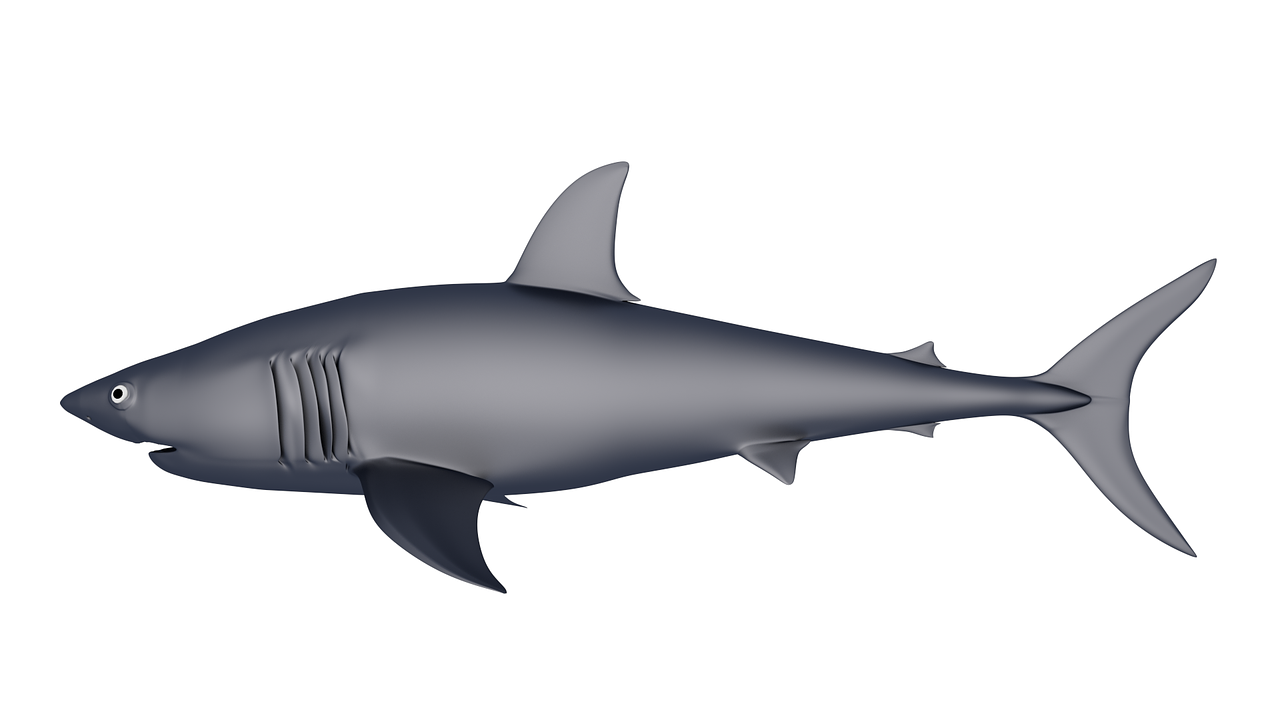 shark 3d model biology free photo