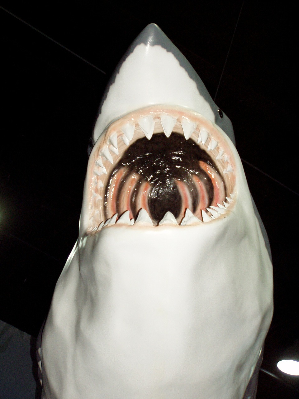 shark mouth dangerous free photo